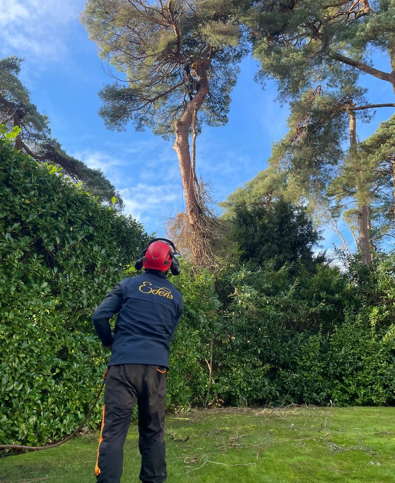 tree surgery in Dorset & Hampshire